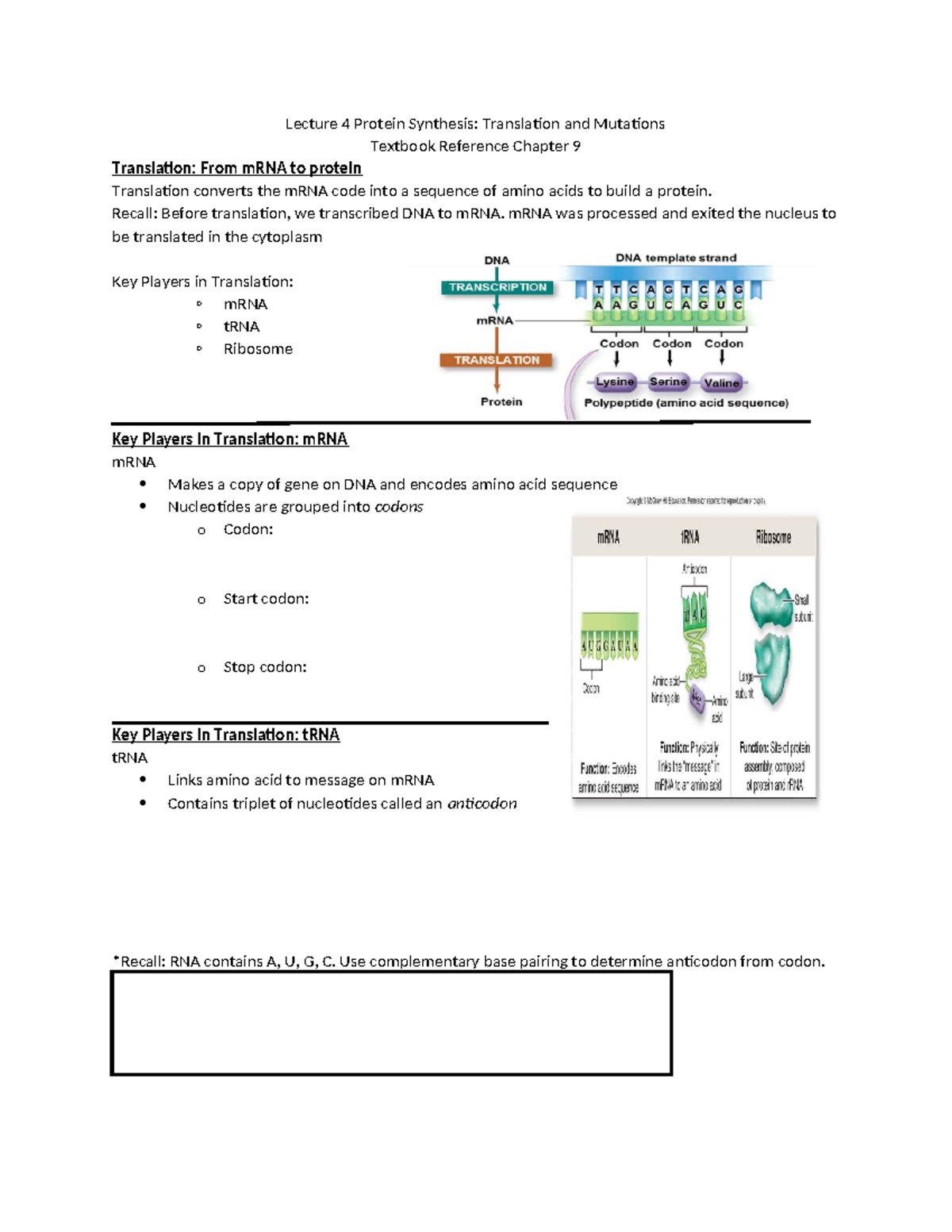 Lecture 4: Translation and Mutations - Student Notes 2024 - Studocu