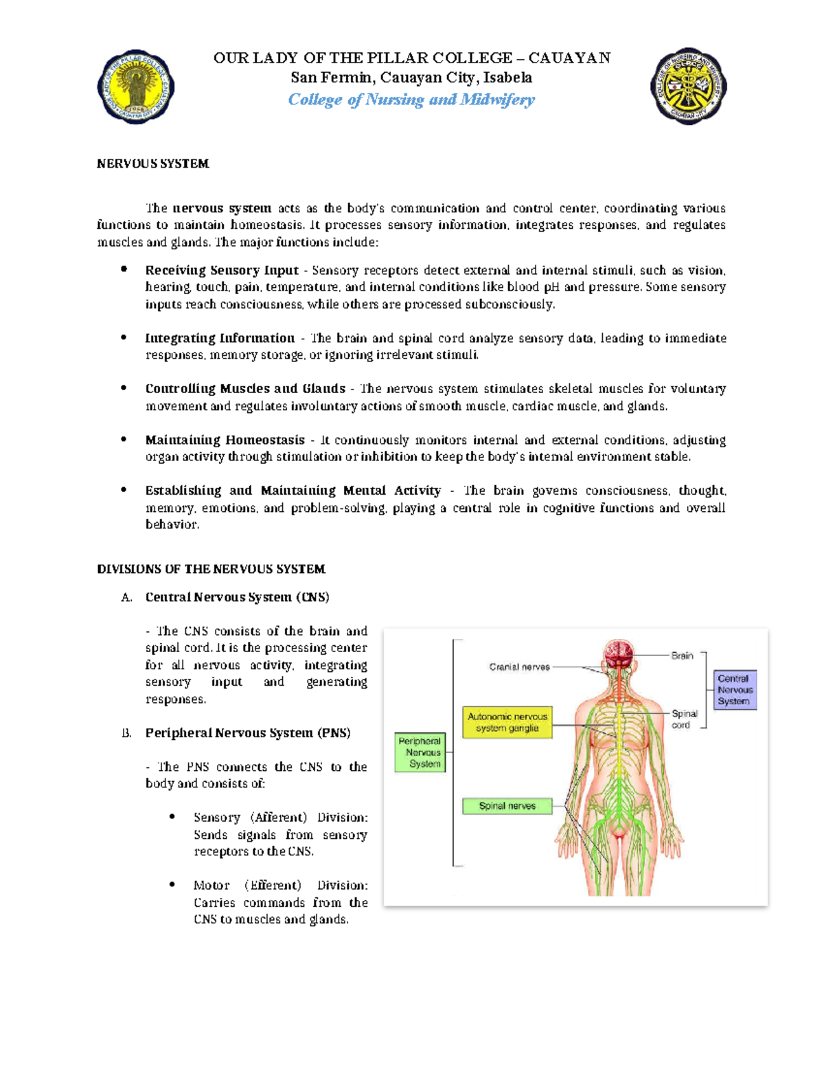 NCM 101 Lecture Notes: Understanding the Nervous System - Studocu