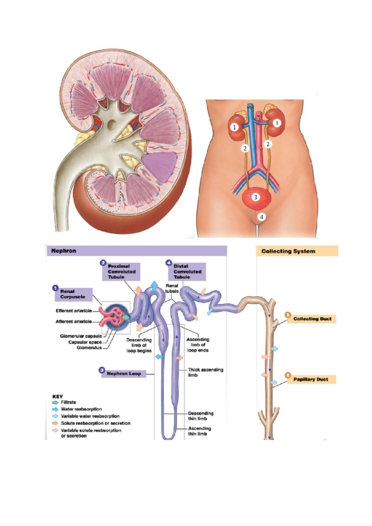 Renal Urinary diagrams - 1 1 2 2 3 4 Nephron Collecting System 2 4 ...