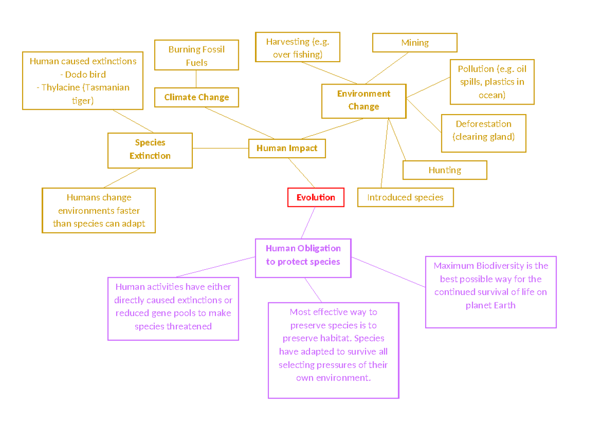 Evolution Flow Chart: Human Impact on Species Extinction - Studocu
