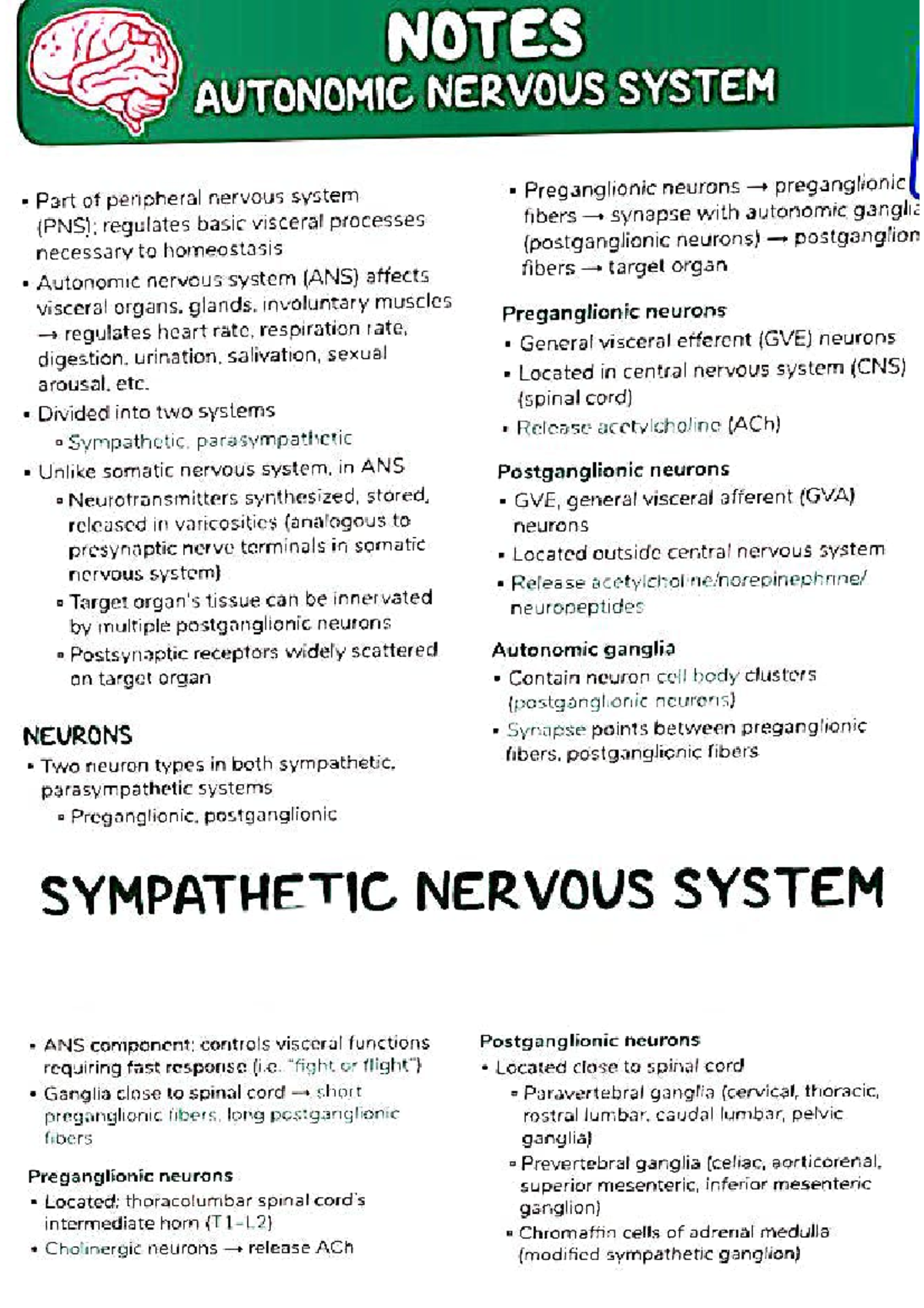 ANS Notes: Overview of the Autonomic Nervous System - Studocu