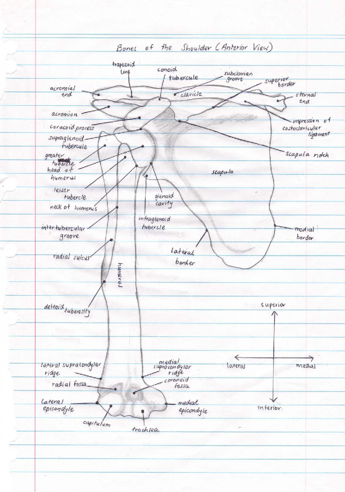Bones - practice materials - humerus h:;'al”.f 1 /Y/ i Bones of the ...