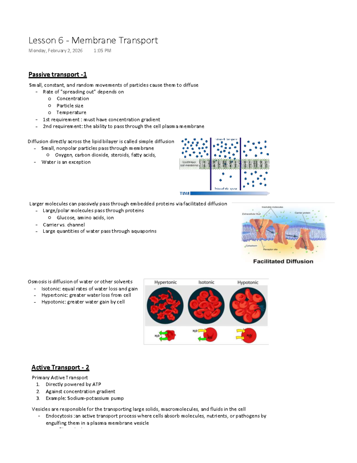 Lesson 6 - Membrane Transport - Studocu