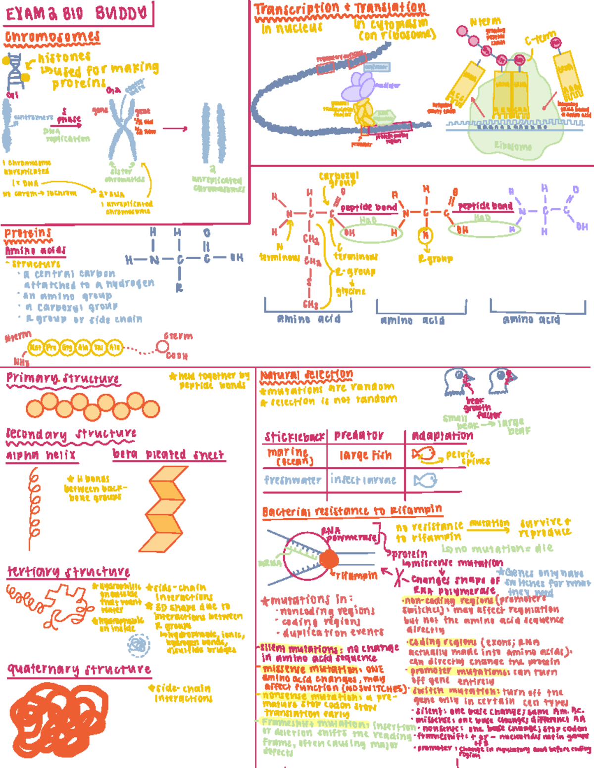 Exam 2 BIO 101 Study Notes on Evolution and Genetics - Studocu