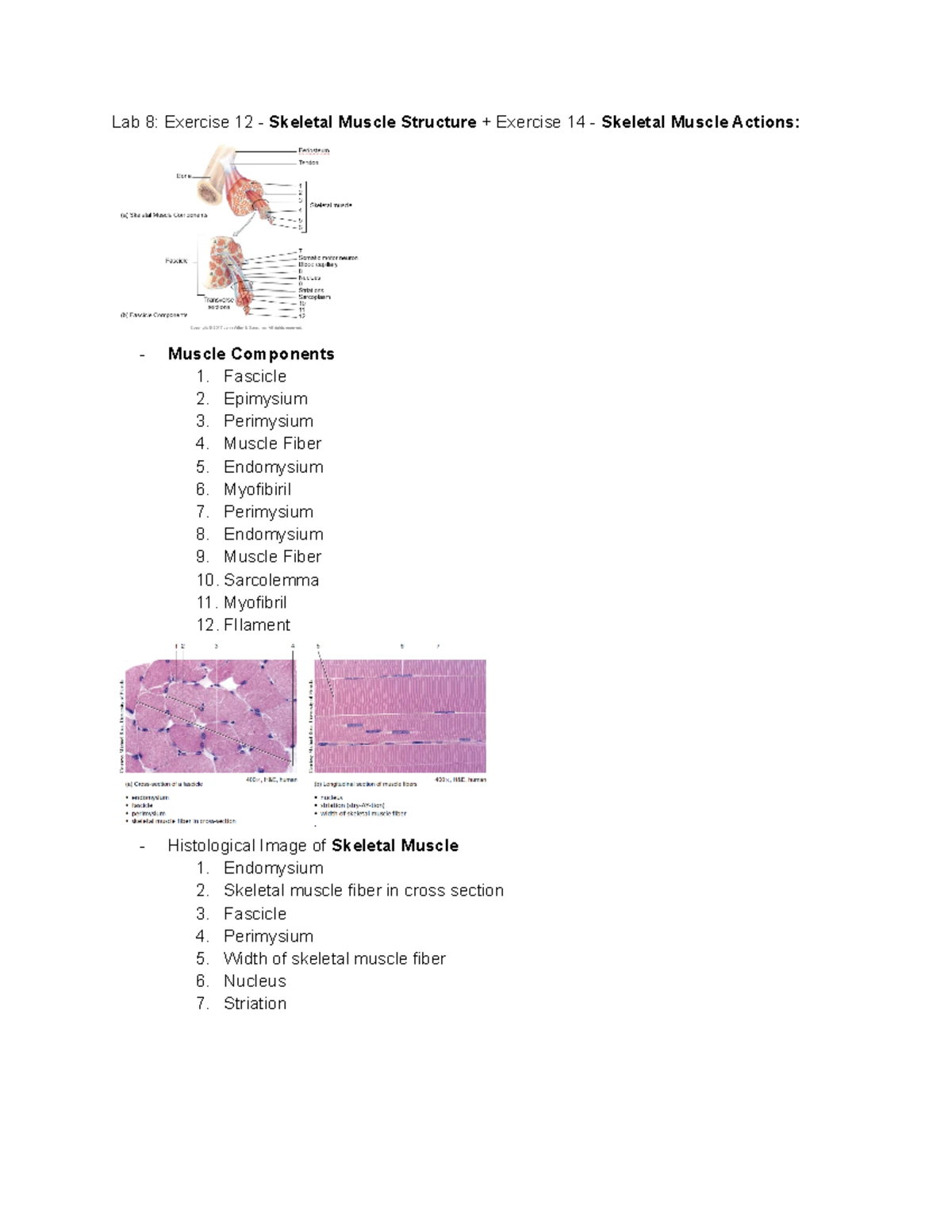 Anatomy and Physiology Lab; Exercise 20+21 - Brain Structure+Function ...