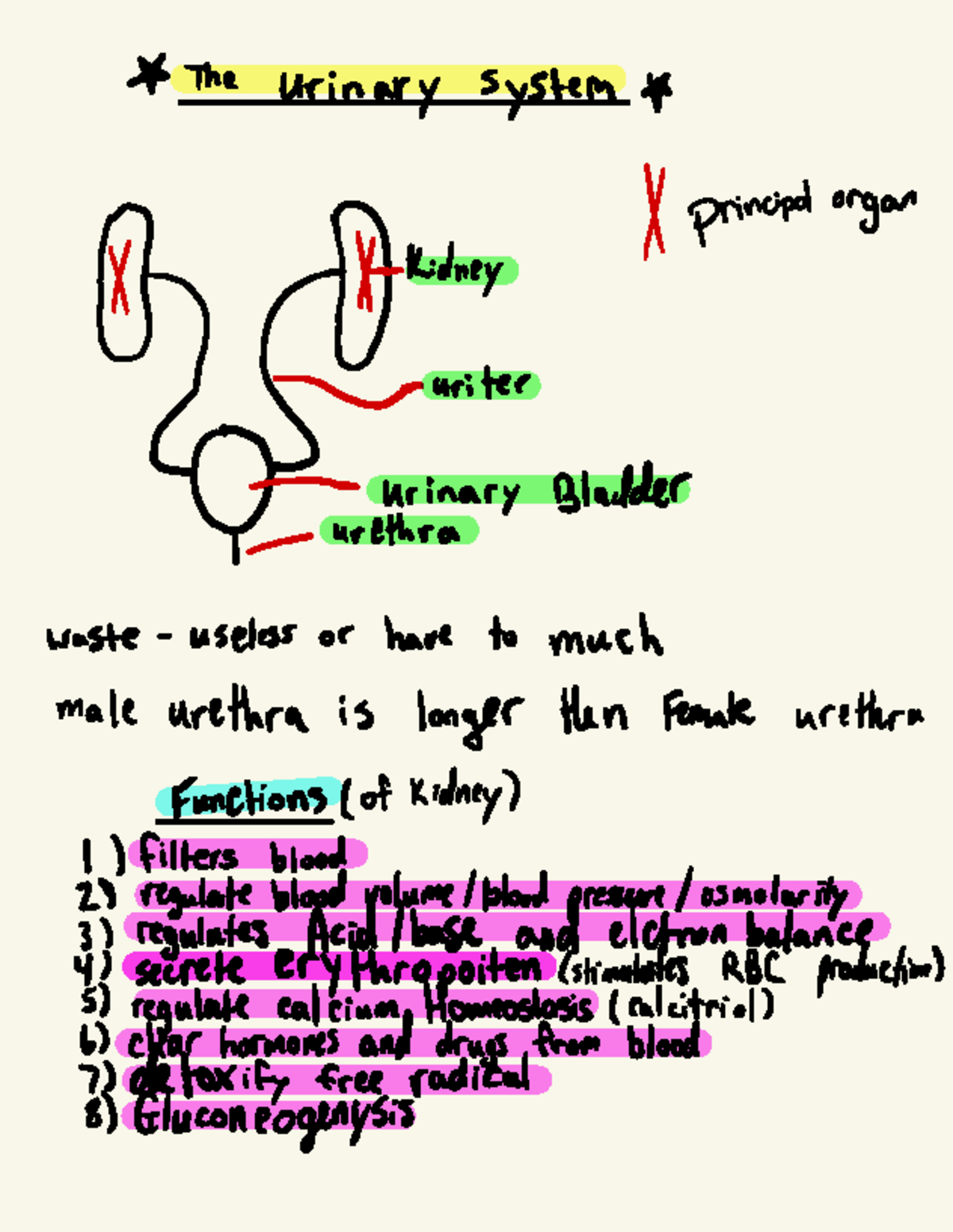 Urinary System Overview: Functions and Anatomy Analysis - * The Urinary ...