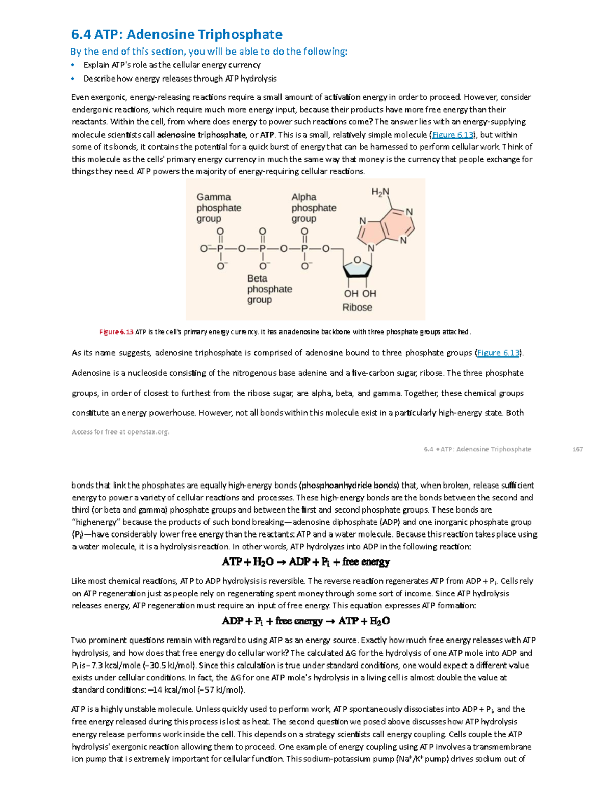 ATP: The Primary Energy Currency of the Cell - Concepts & Functions - 6 ...