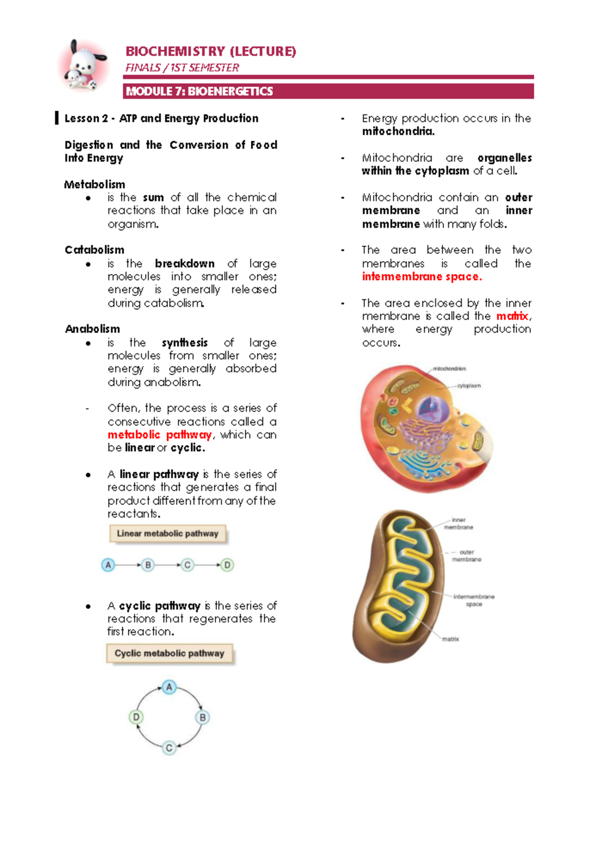 BIOCHEMISTRY (LECTURE) FINALS 1ST SEMESTER MODULE 7: BIOENERGETICS ...