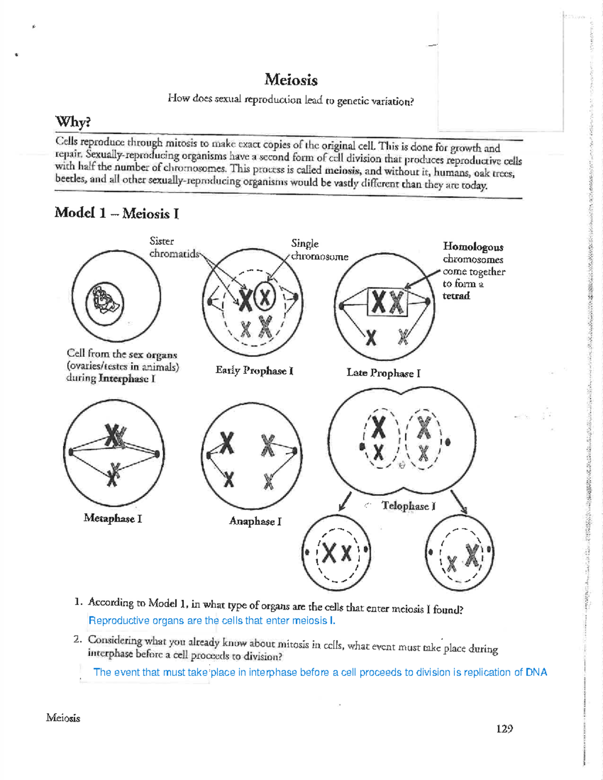 Pogil - Meiosis full - Bio 132 - Studocu