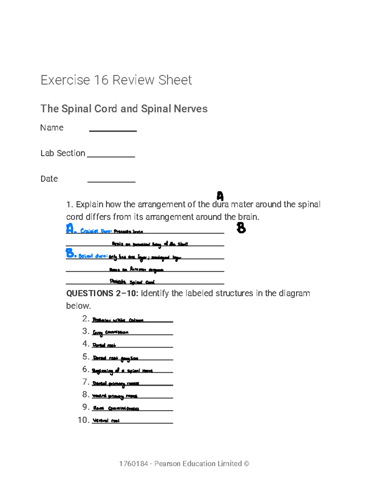 Lab 16 - Review Sheet on Spinal Cord & Nerves Detailed Assignment - Studocu