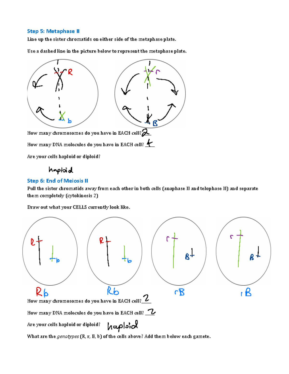 Biology 101: Meiosis II Process and Gamete Analysis - Studocu