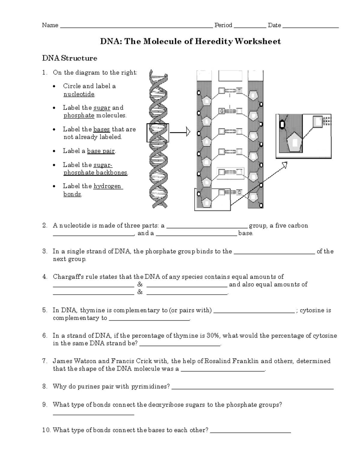 DNA Structure, Replication & Protein Synthesis Review Worksheet - Studocu