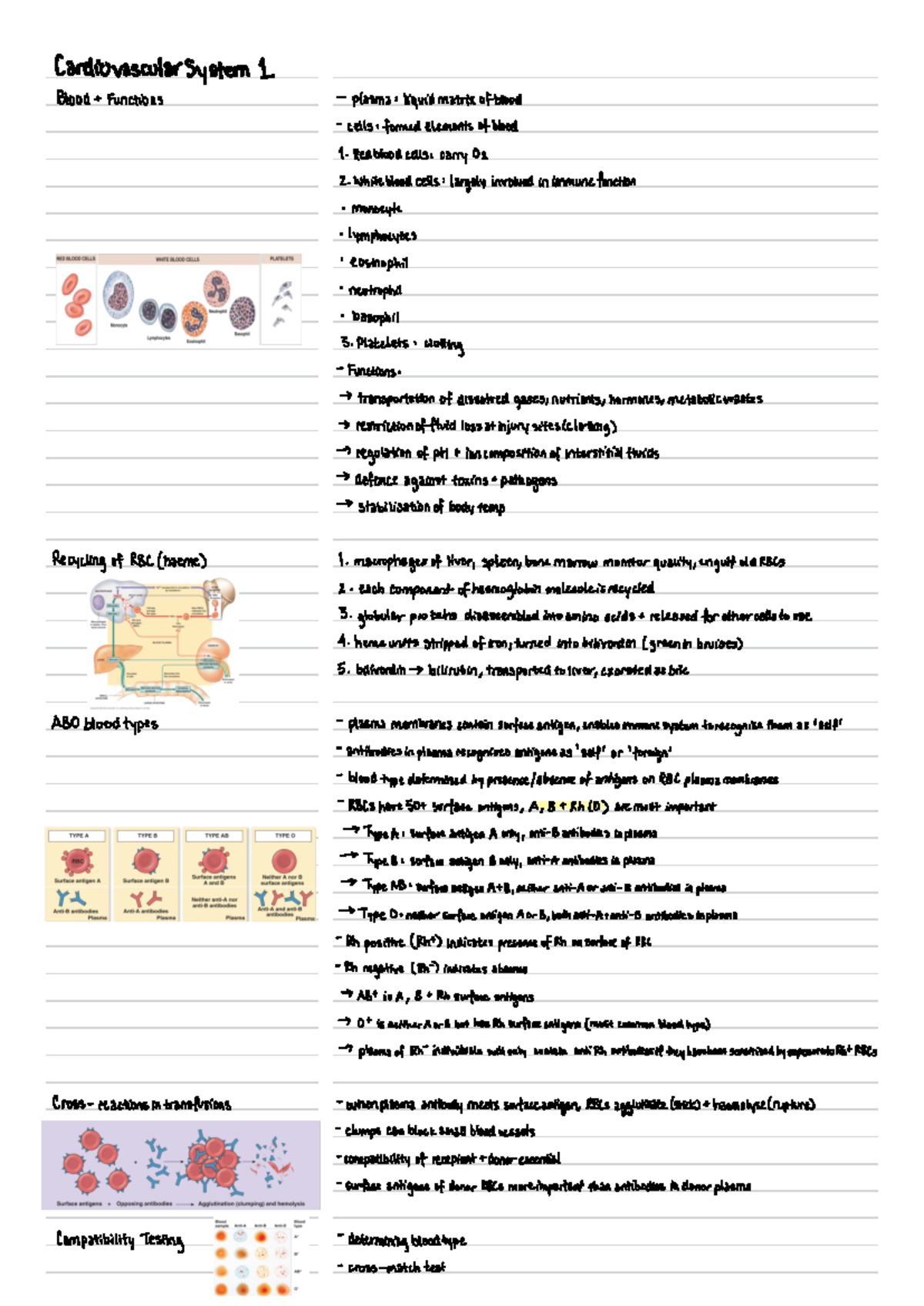 Week 3 - Cardiovascular System 1 - Cardiovascular System 1 Blood ...