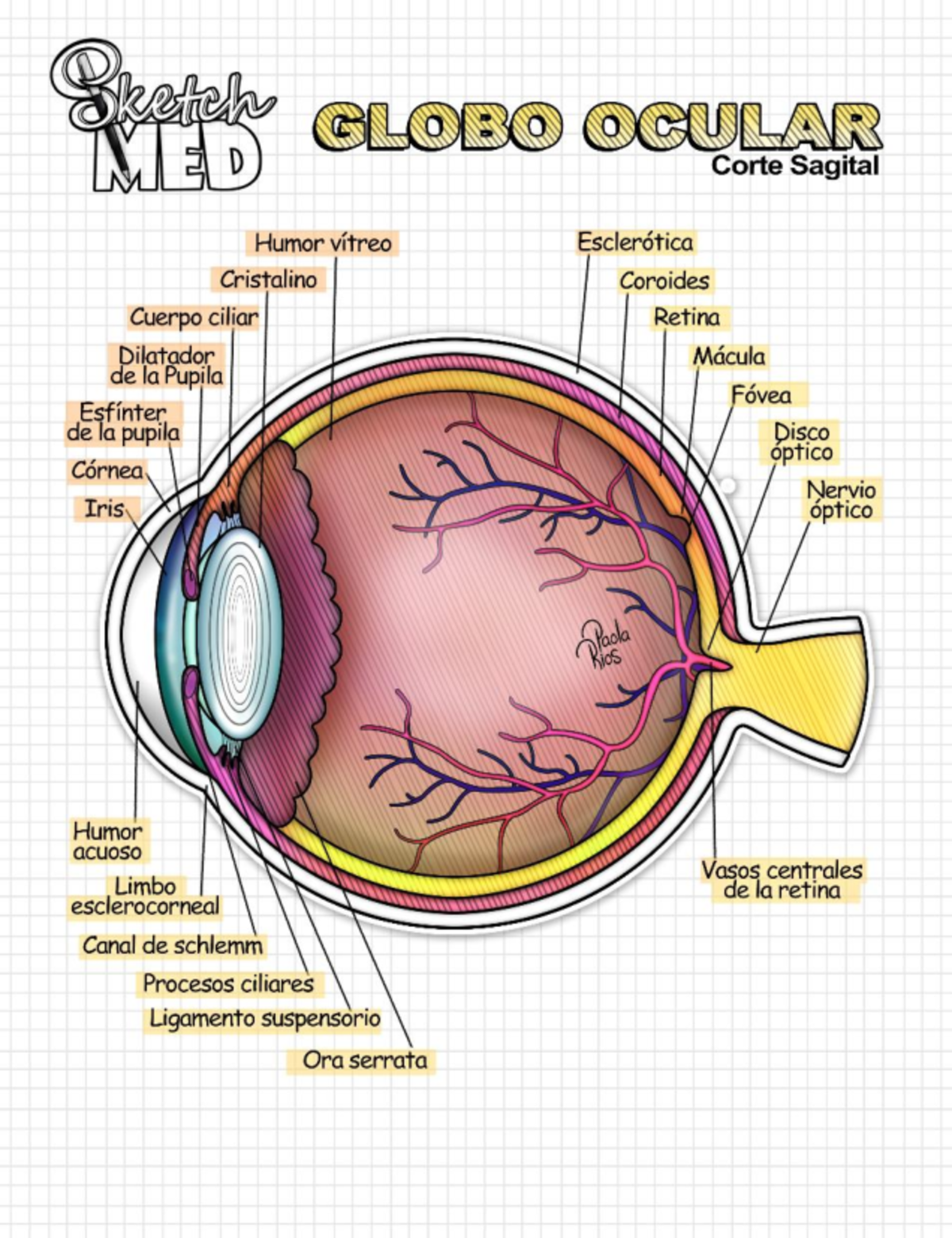 Fundoscopia y Anatomía de la Retina - Curso IPUDESHNAN - Studocu