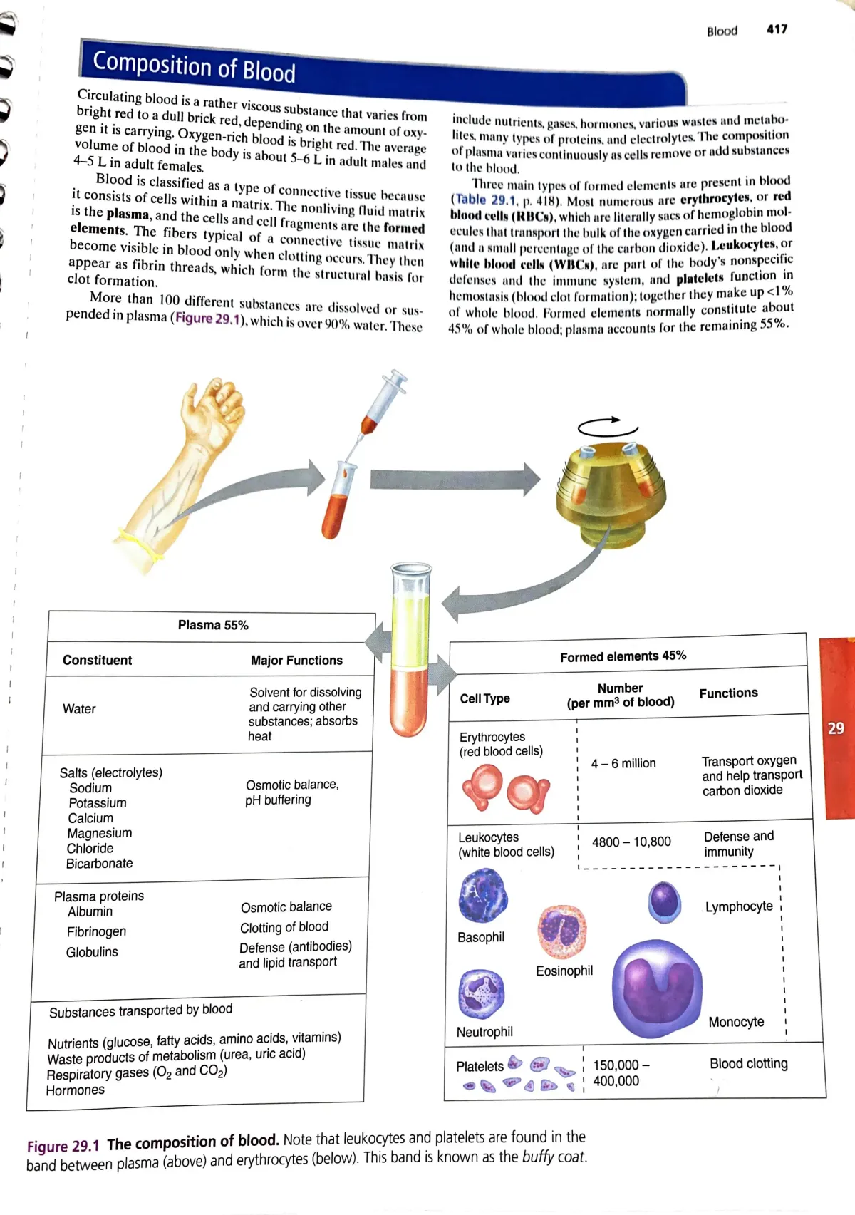 Lab Blood Composition Review Sheet 29 - BIOL 2402 Professor Adams - Studocu