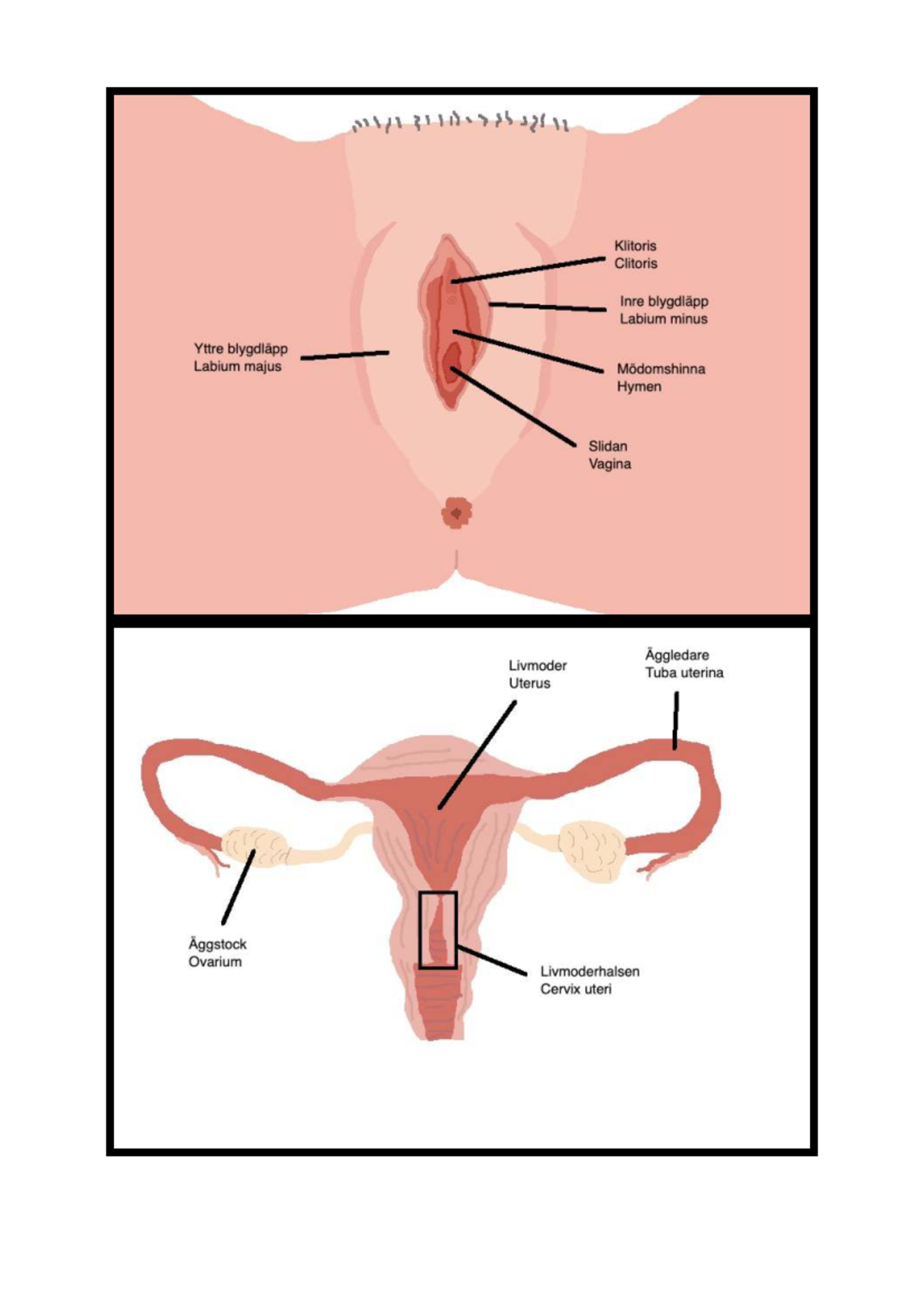 Uy qurilishi anal porno onlayn