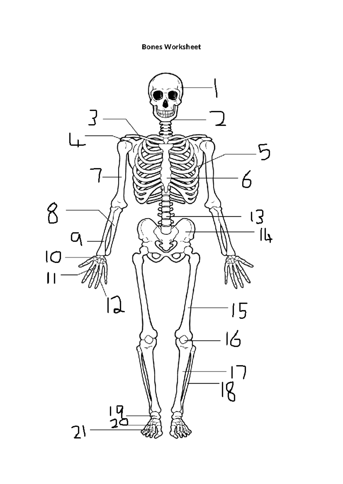 AOS1a - Bones Worksheet - Bones Worksheet Responses 1 Cranium 8 Ulna 1 ...
