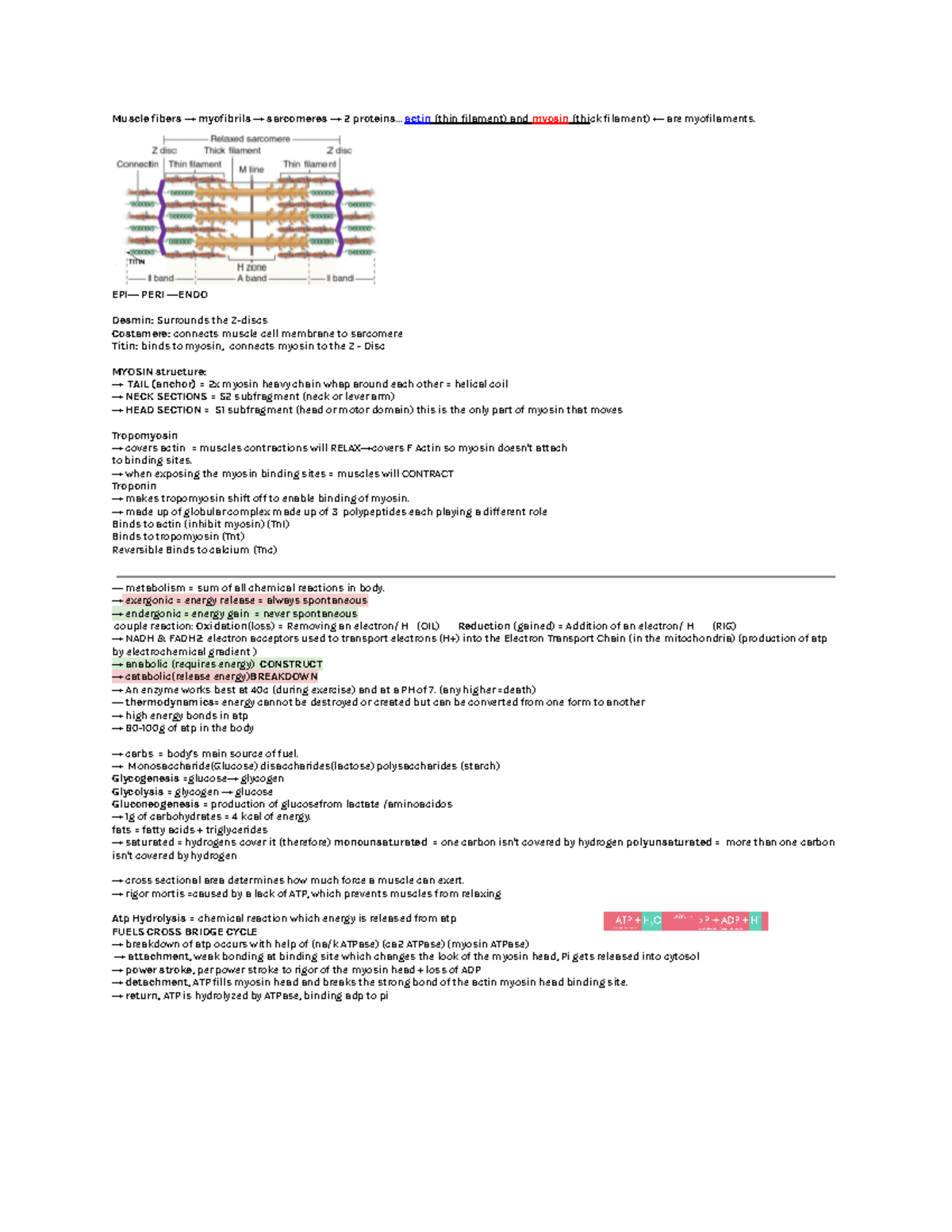 EXSS1036 ep cheat sheet - Muscle fibers → myofibrils → sarcomeres → 2 ...