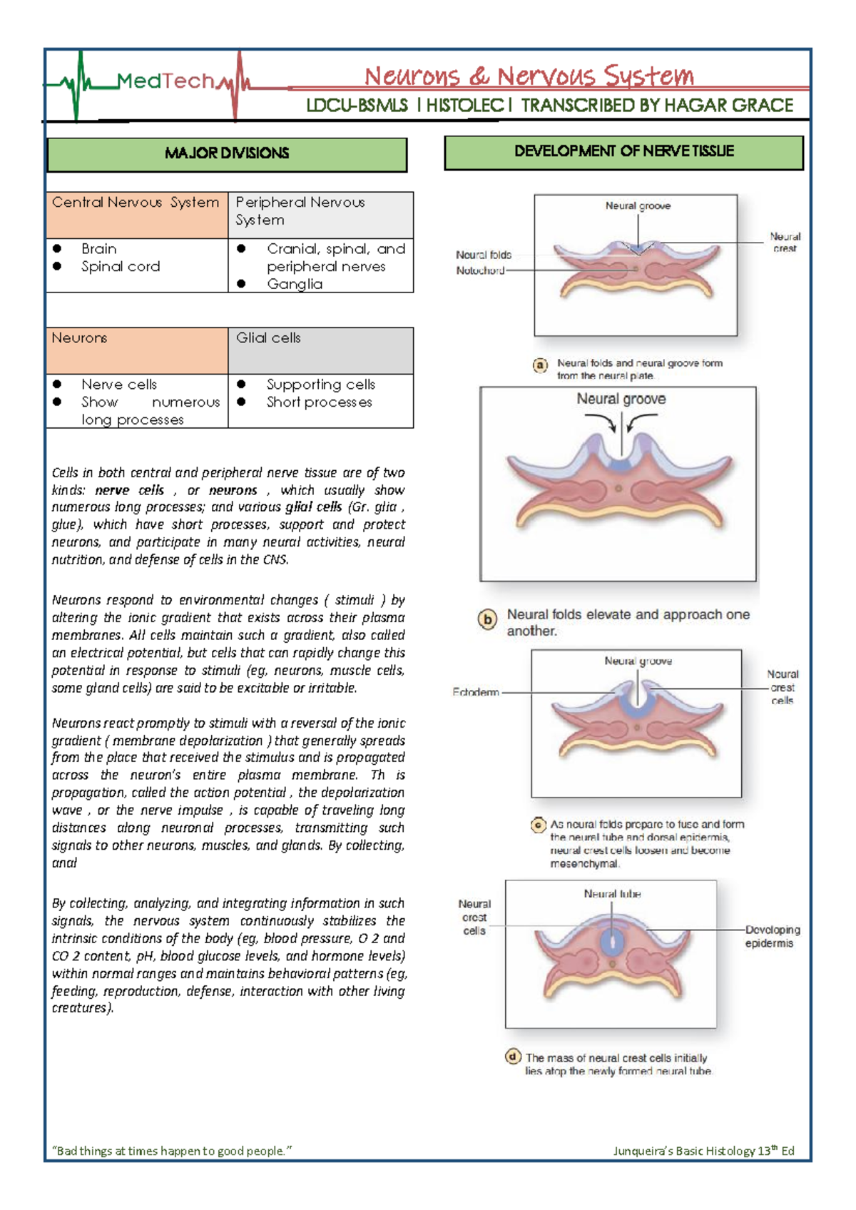 Nervous & Muscle Tissue Overview l HISTOLEC l Study Notes - Studocu