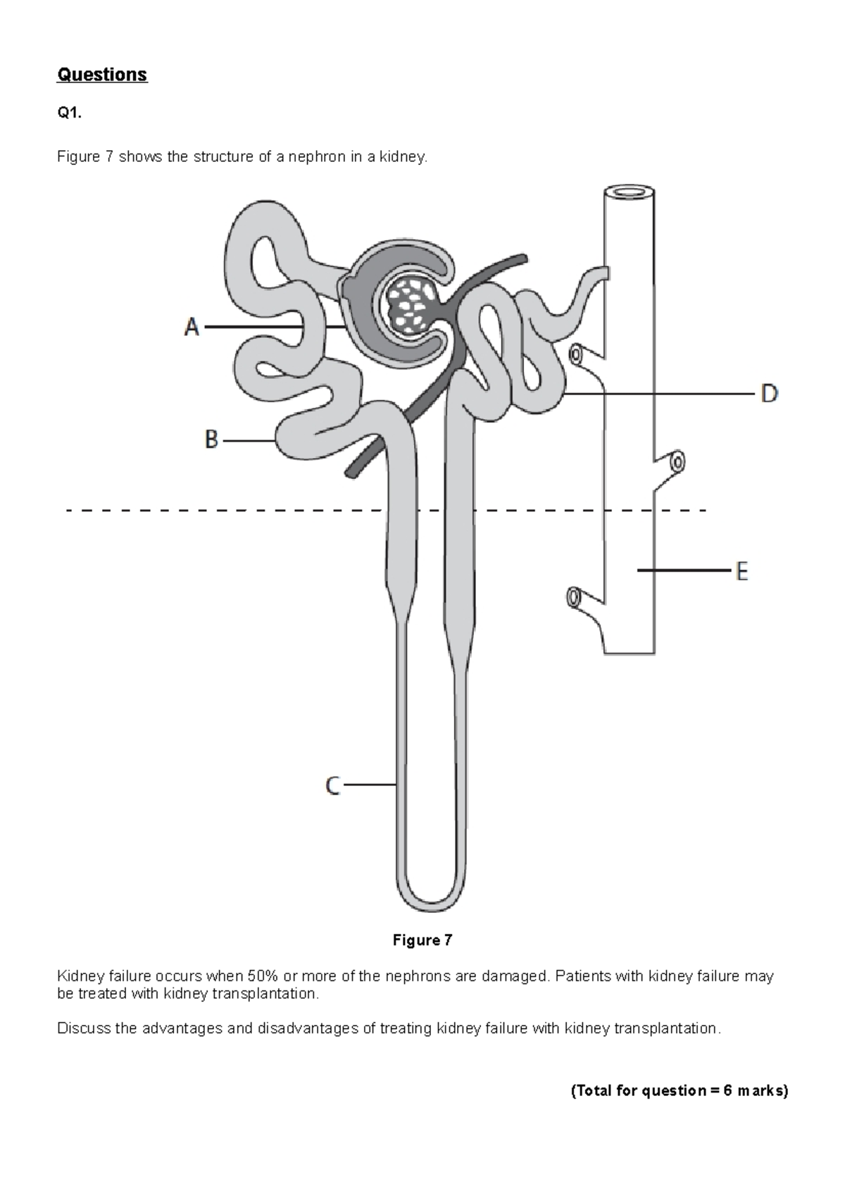 Blank Nephron Diagram Unlabeled