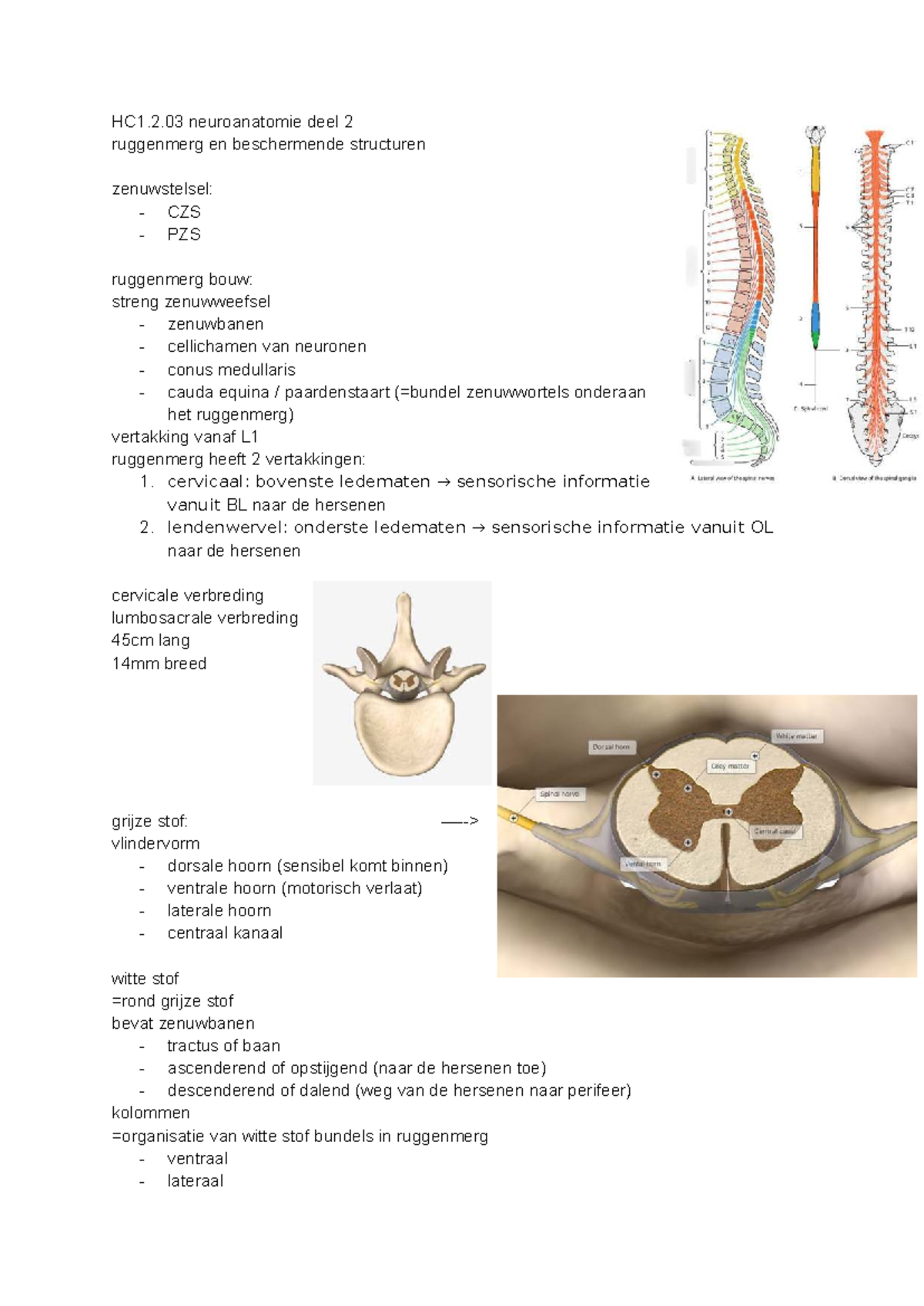 HC1.2.03 Neuroanatomie Deel 2: Ruggenmerg en Bescherming CZS/PZS - Studocu