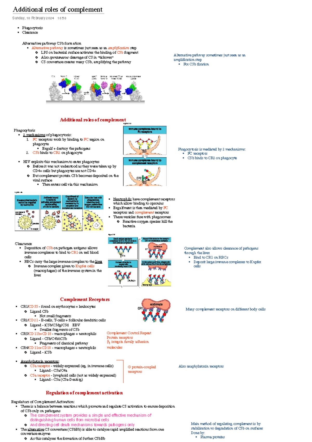 L2 - additional roles of complement - Additional roles of complement ...