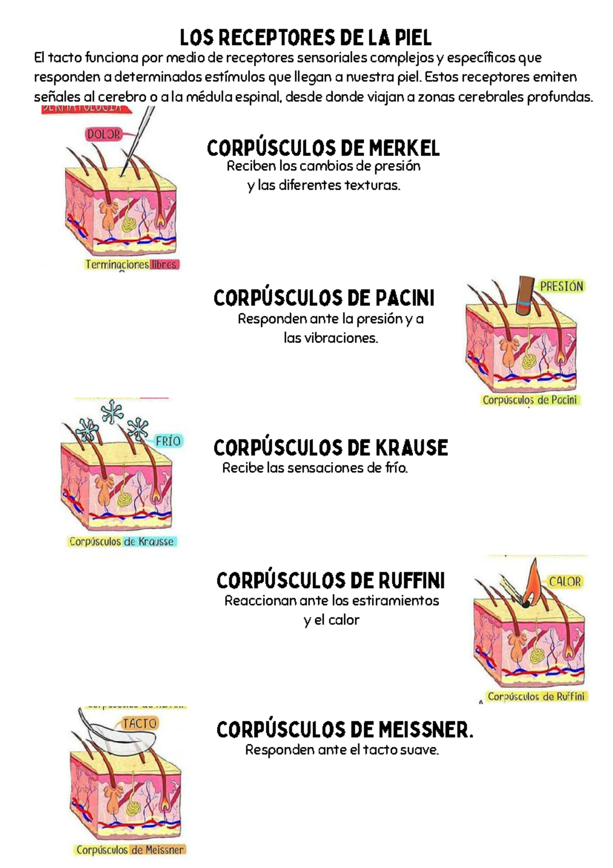 Receptores del Tacto en la Piel: Funcionamiento y Tipos - Studocu