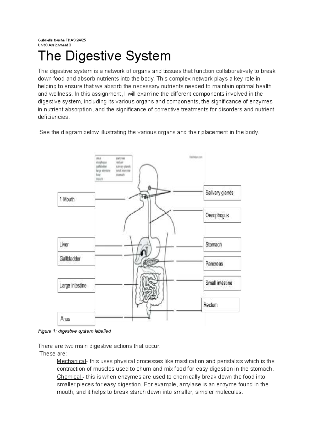 FDAS Unit 8 Assignment 3: Exploring the Digestive System - Studocu