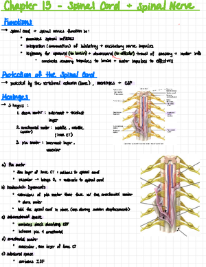 Chapter 14 Brain + Cranial Nerves - Chapter 14 - Brain and Cranial ...