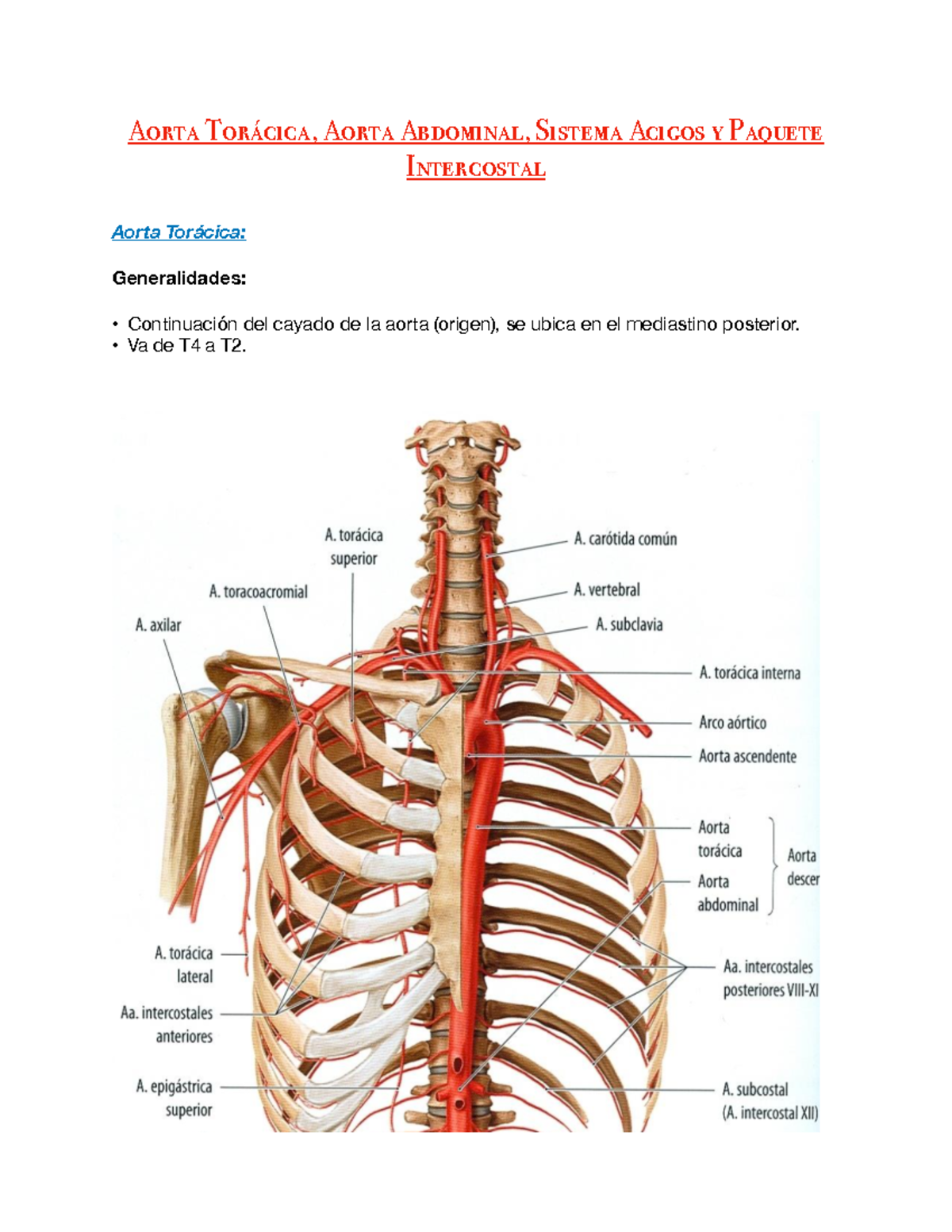Anatomía De La Aorta Torácica