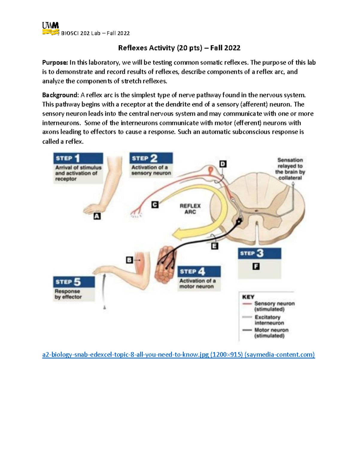 Reflexes Activity for BIOSCI 202 Lab – Fall 2022 (20 pts) - Studocu