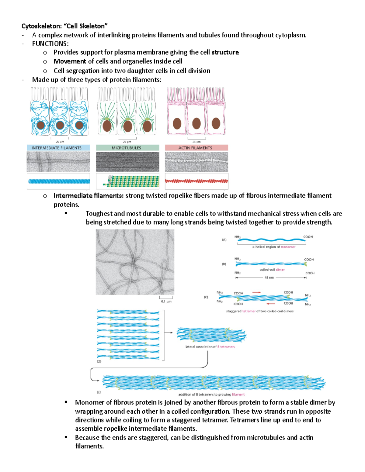 CH 17 - Summary Essential Cell Biology - Cytoskeleton: A complex ...