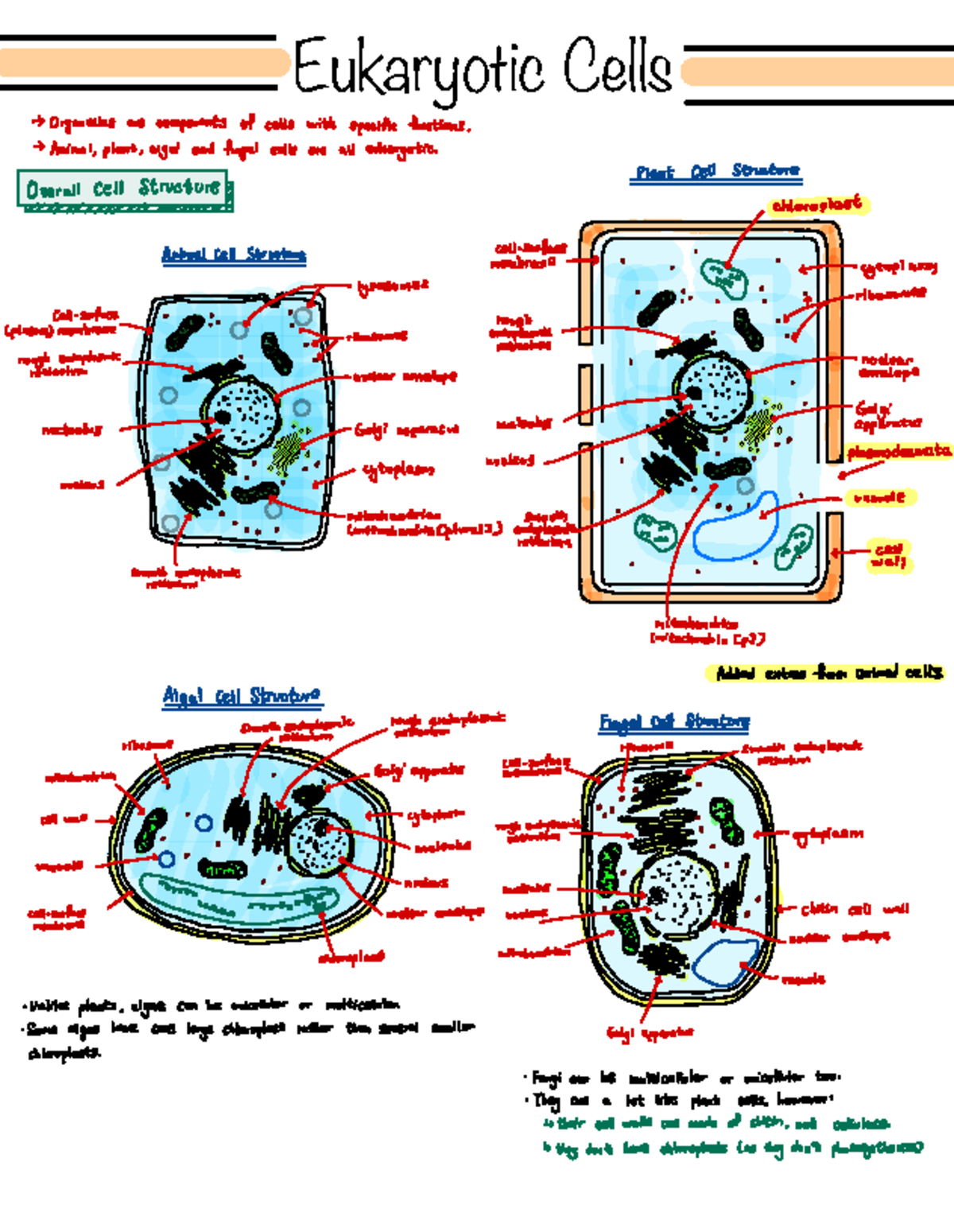 Eukaryotic Cells - Fact Recall - ####### Eukaryotic Cells → Organelles ...