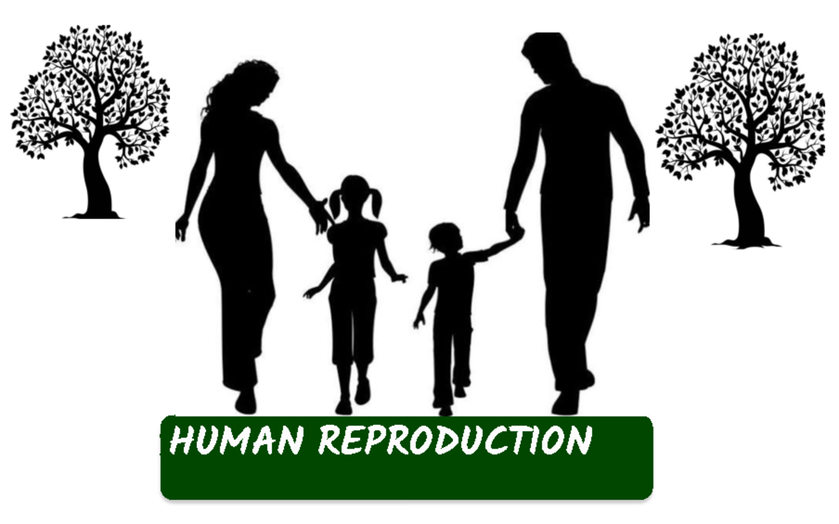Human Reproduction (BIO101) Lecture Notes Summary - Studocu