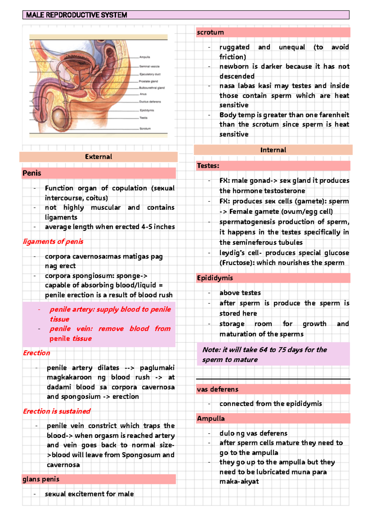 Maternal and Childhealth Nursing - MALE REPDRODUCTIVE SYSTEM External ...