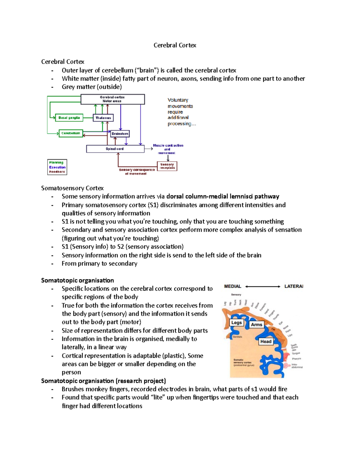 KINE 3P94 Lec 6 - Exploring the Cerebral Cortex and Motor Areas - Studocu
