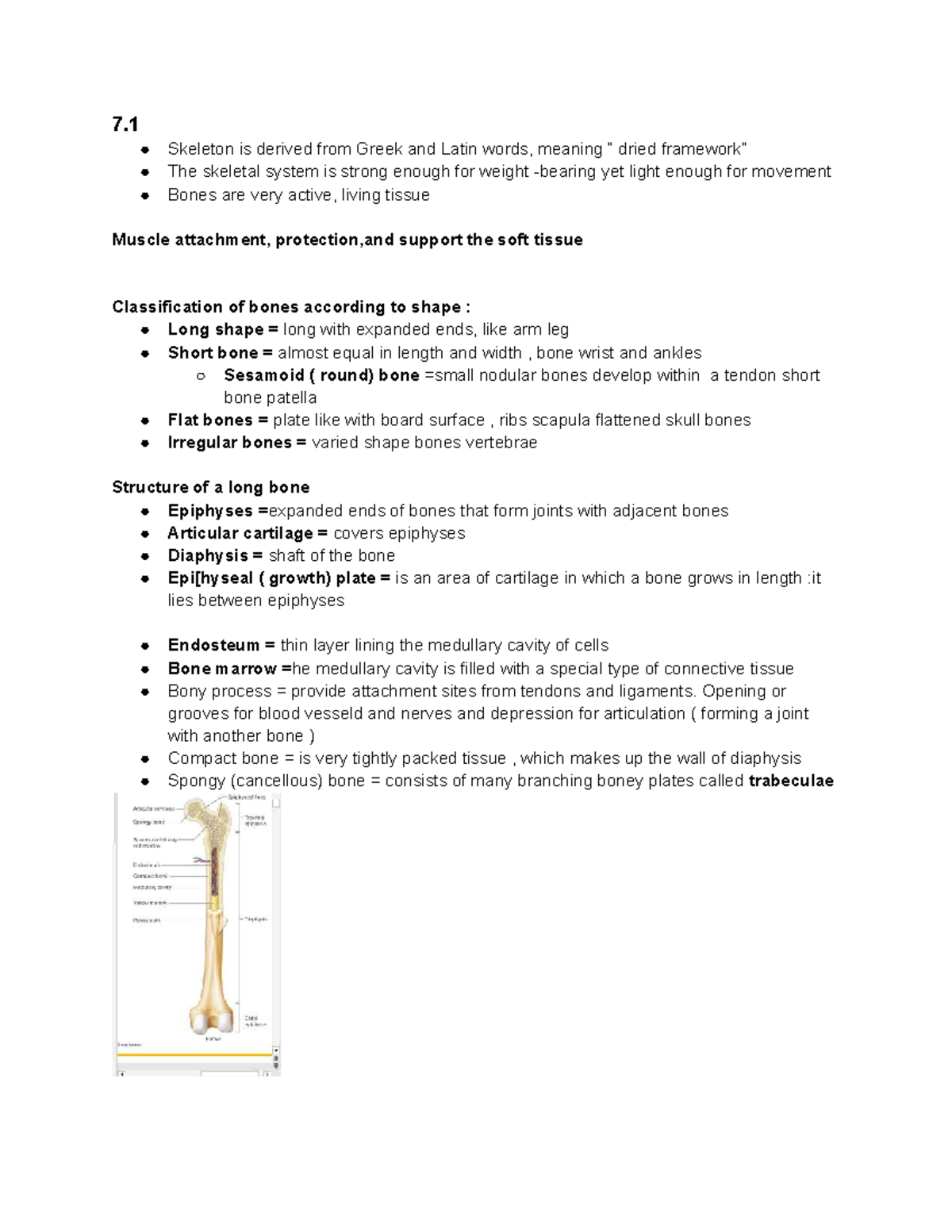 Skeletal System Overview: Axial & Appendicular Structure (BIO 101 ...