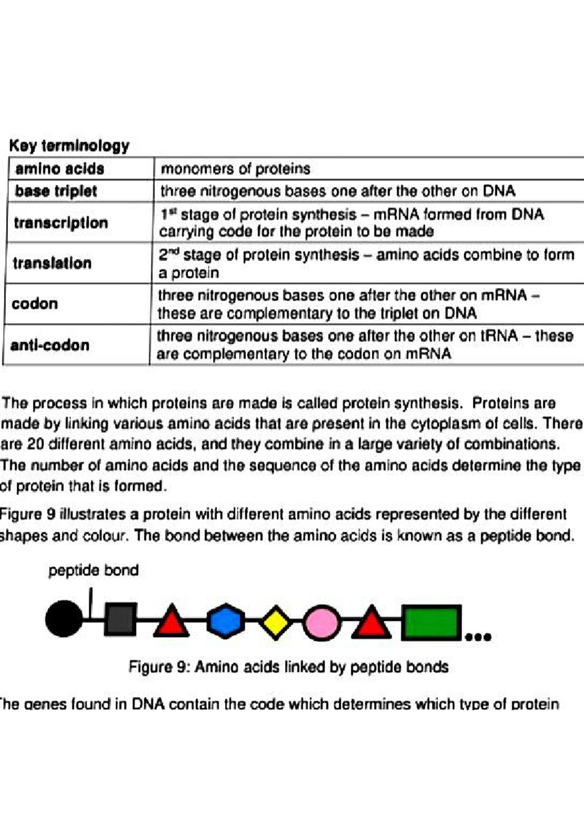 Life science grade 12 DNA code of life - Key terminology amino acids ...