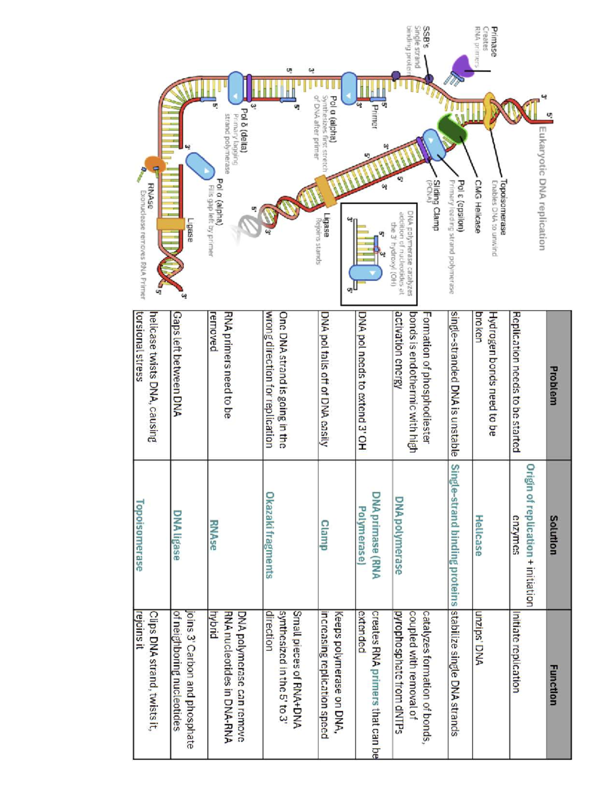 DNA Replication Guide: Eukaryotic Mechanisms and Enzymes - Studocu