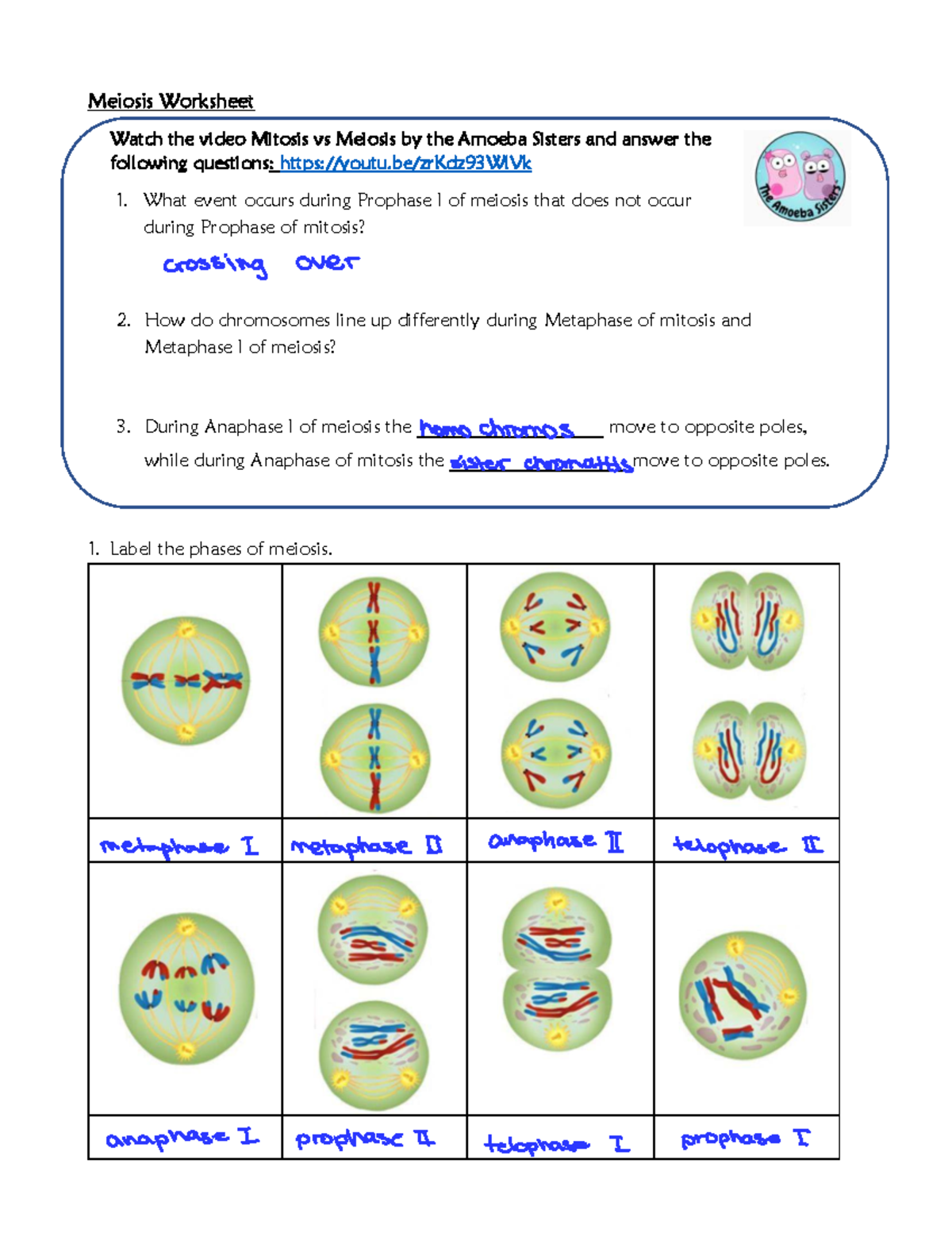 L2 - Meiosis Worksheet: Key Concepts & Questions - Studocu