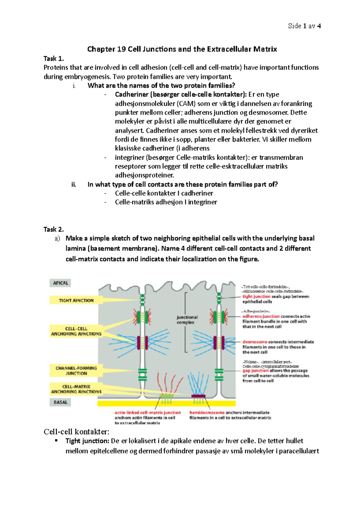 MBI-2012 Kollokvier-kap 19 - Chapter 19 Cell Junctions and the ...