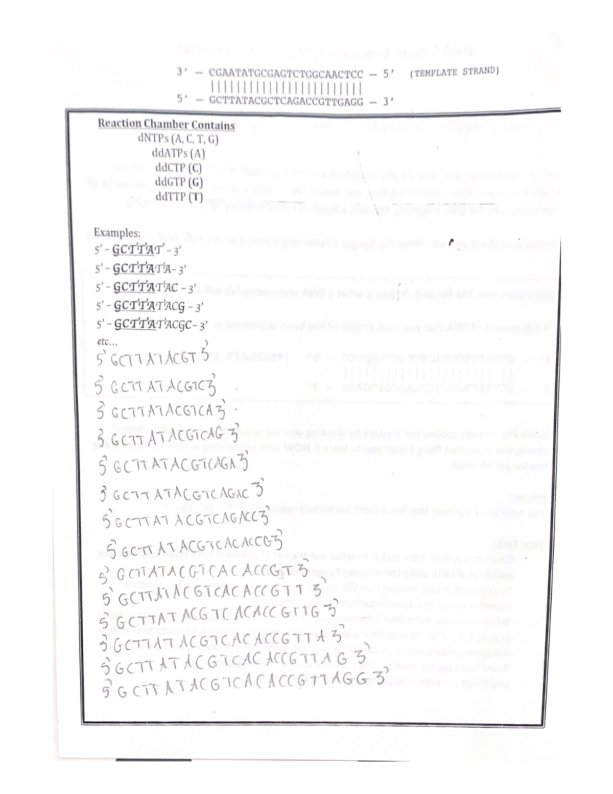 DNA Strand Practice - BIOL 100 - PCGAATATGCGAGTCTGGCAACTCC (TEMPLATE ...