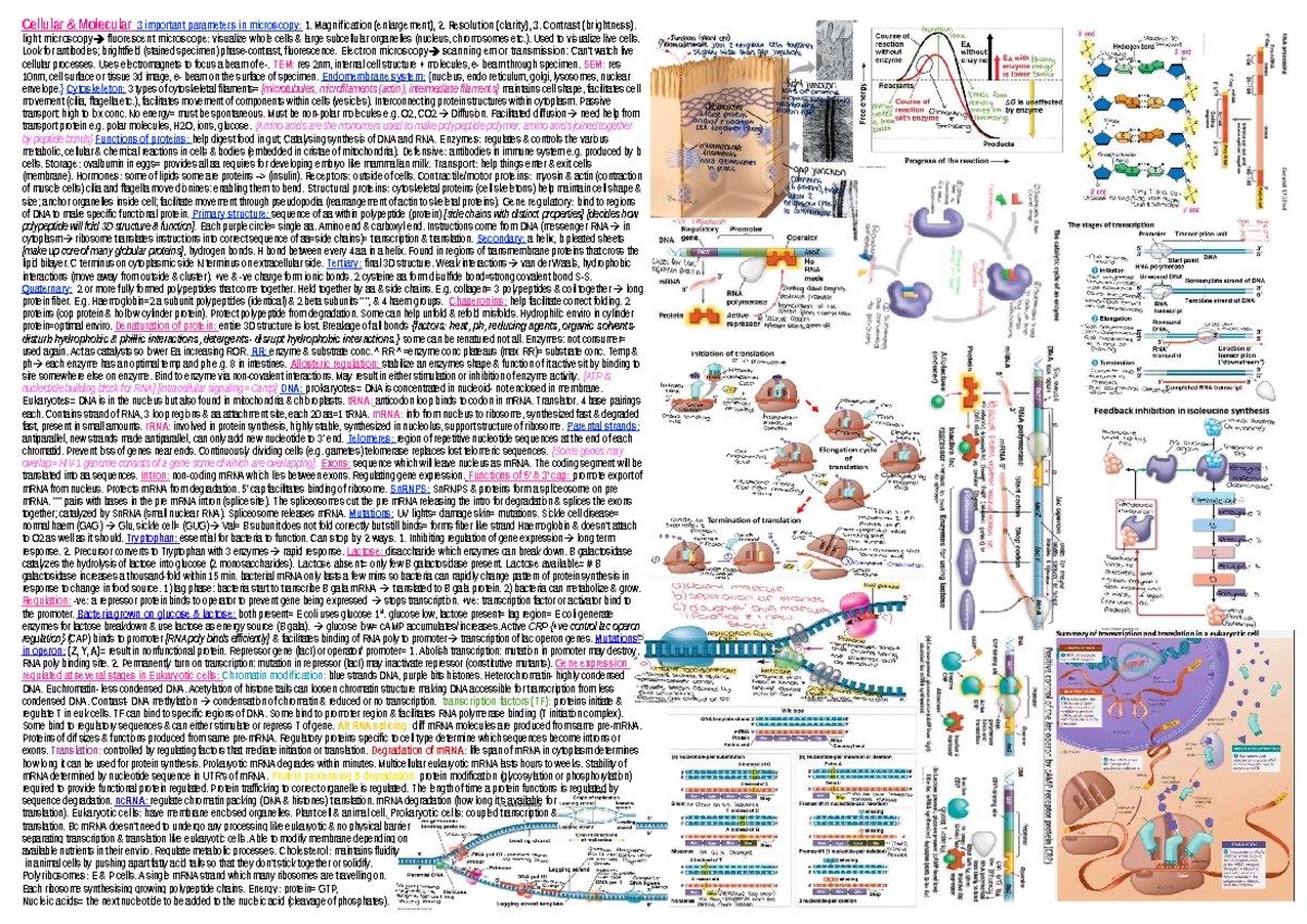 Biosci 101 Midterm Cheat Sheet: Key Concepts in Cellular Biology - Studocu
