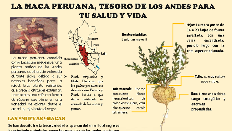 Infografía sobre la Maca Peruana: Beneficios y Variedades (717966248 ...