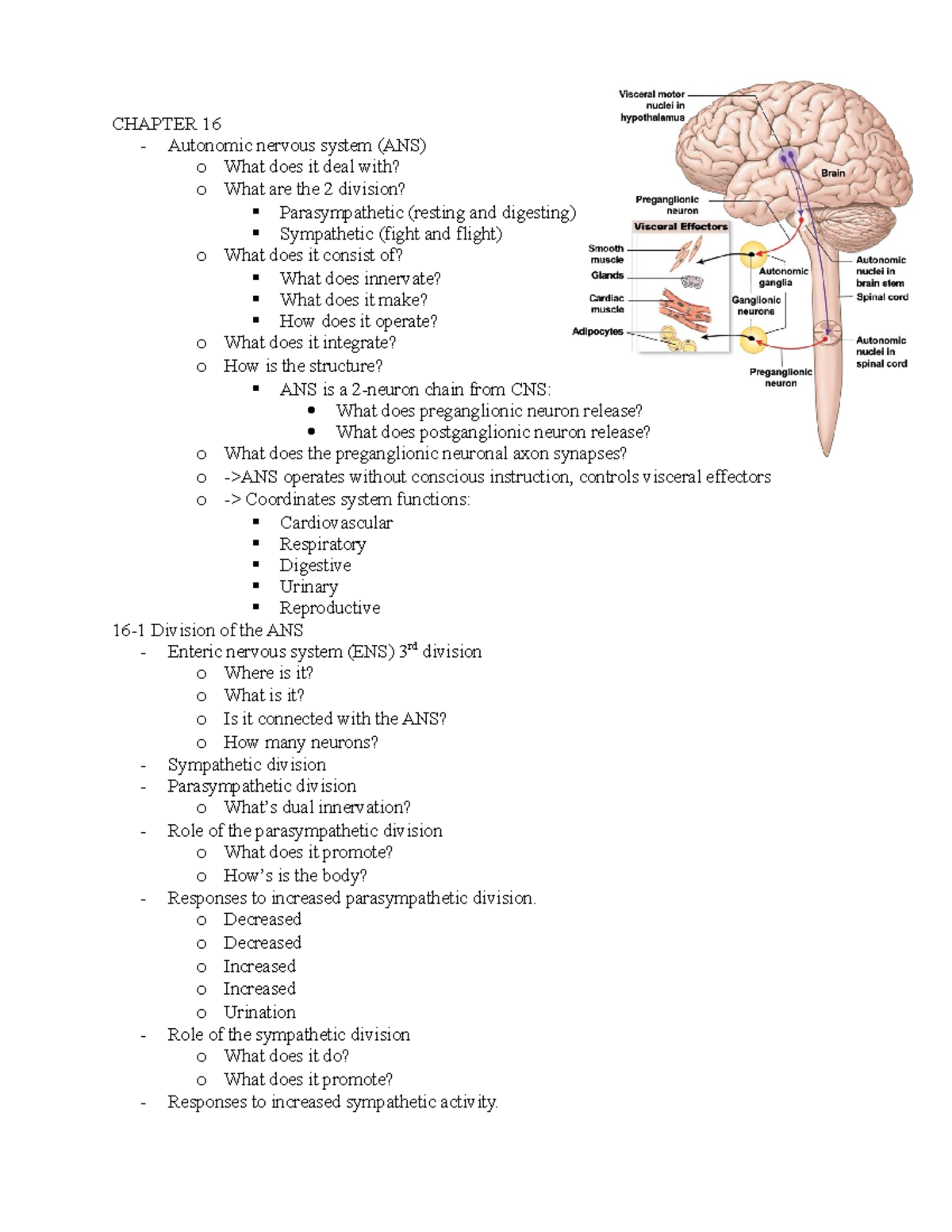 A&P1 Chapter 16: Autonomic Nervous System Overview and Questions - Studocu