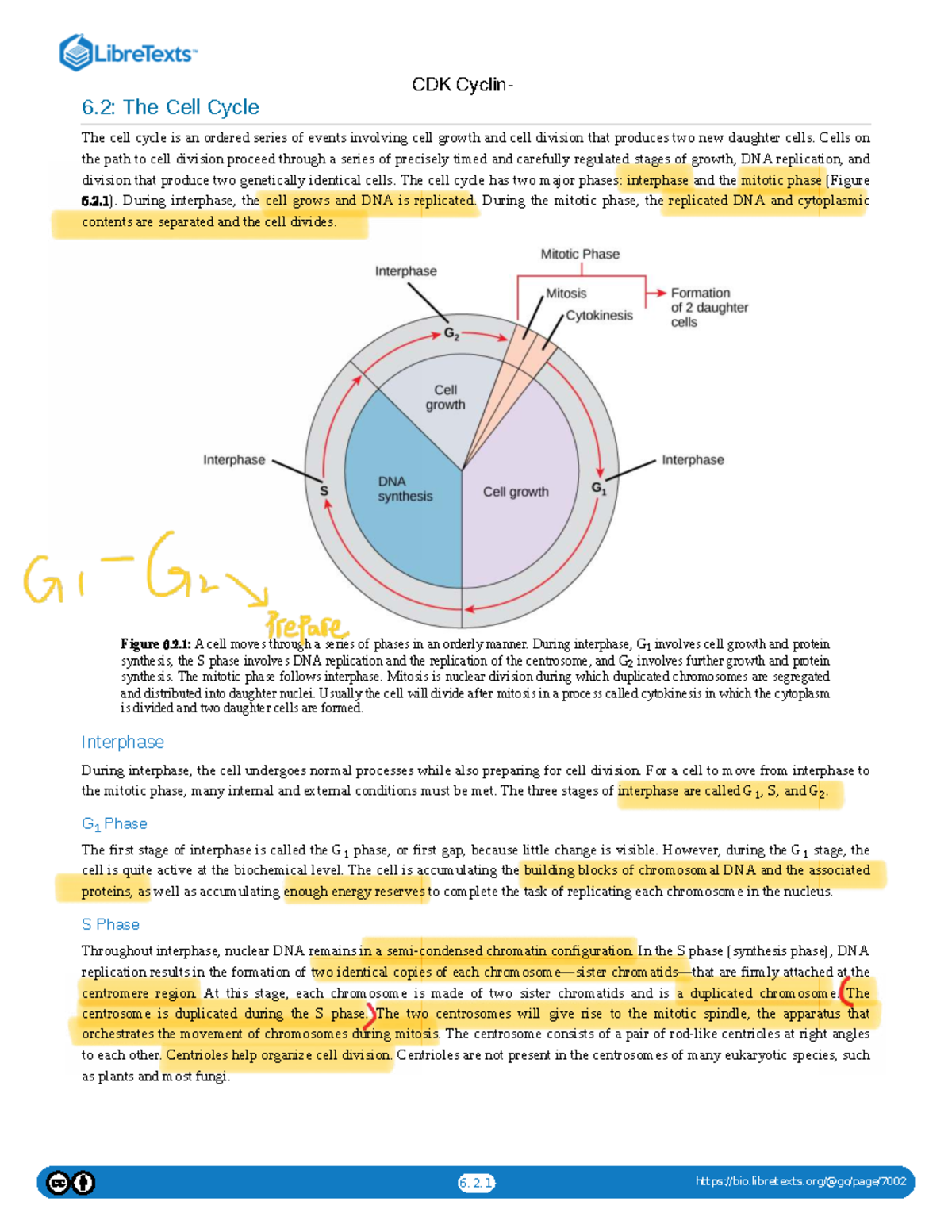 CDK 6.2: Understanding the Cell Cycle and Mitosis - Studocu
