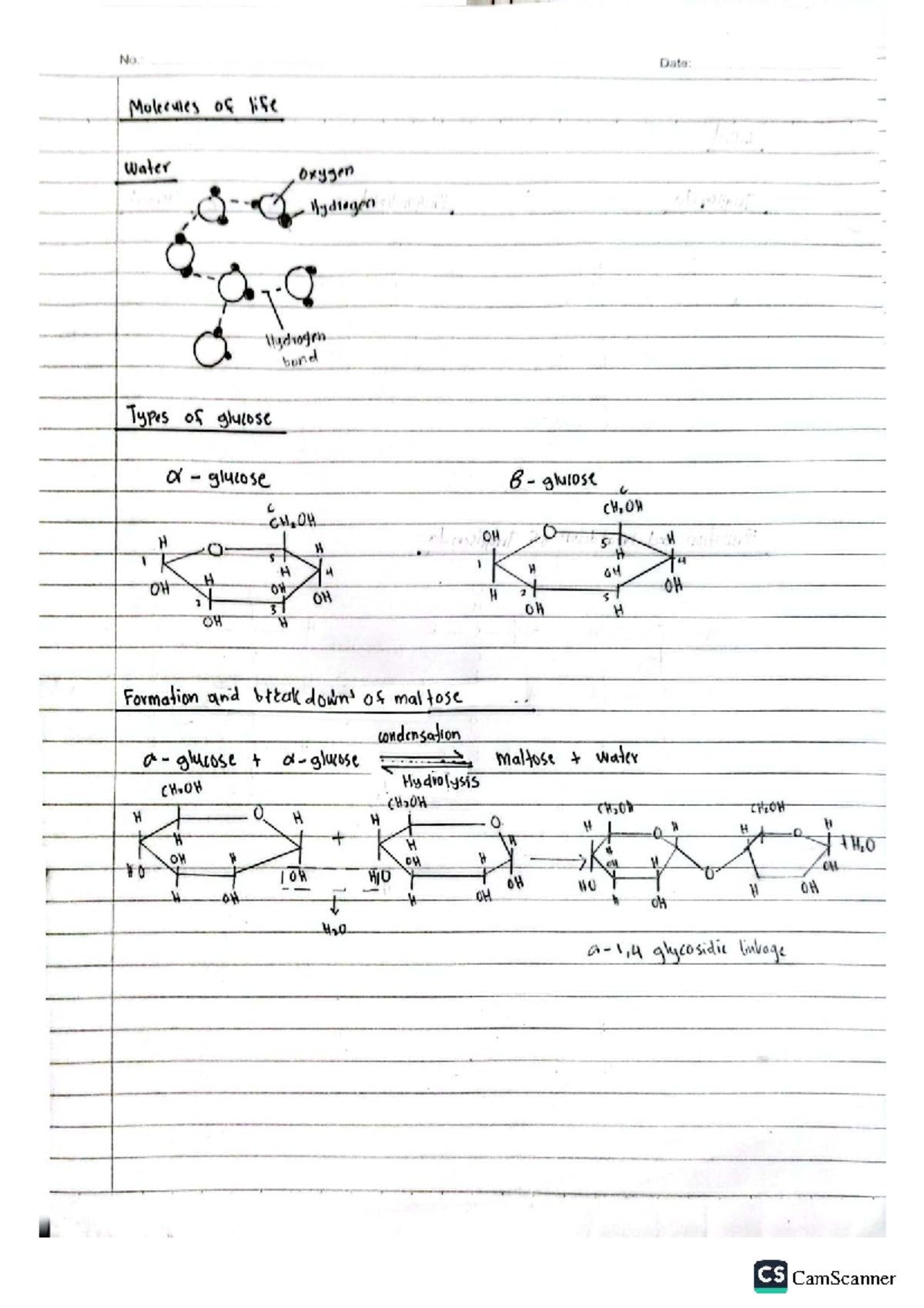 DOC-20250703-WA0014 - Molecules of Life: Structure & Function - Studocu