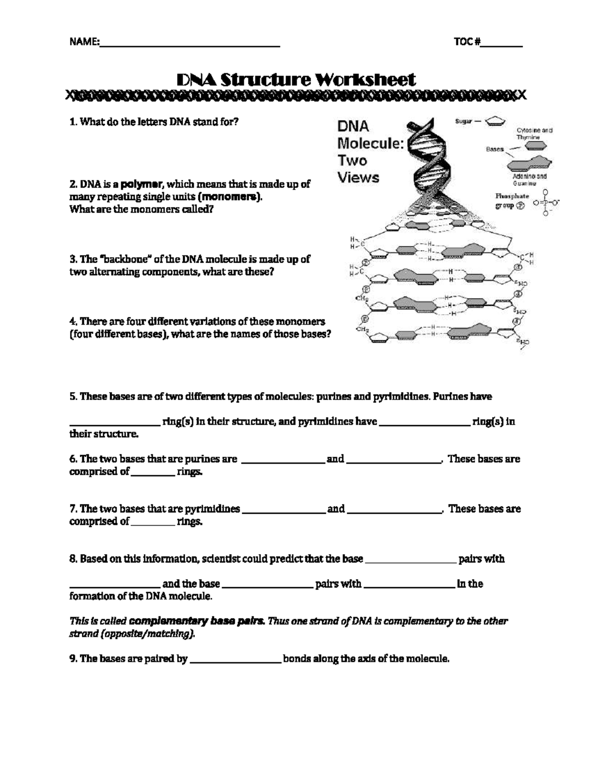 Dna Model Worksheet DNA Model Worksheet | Cecelyfranz