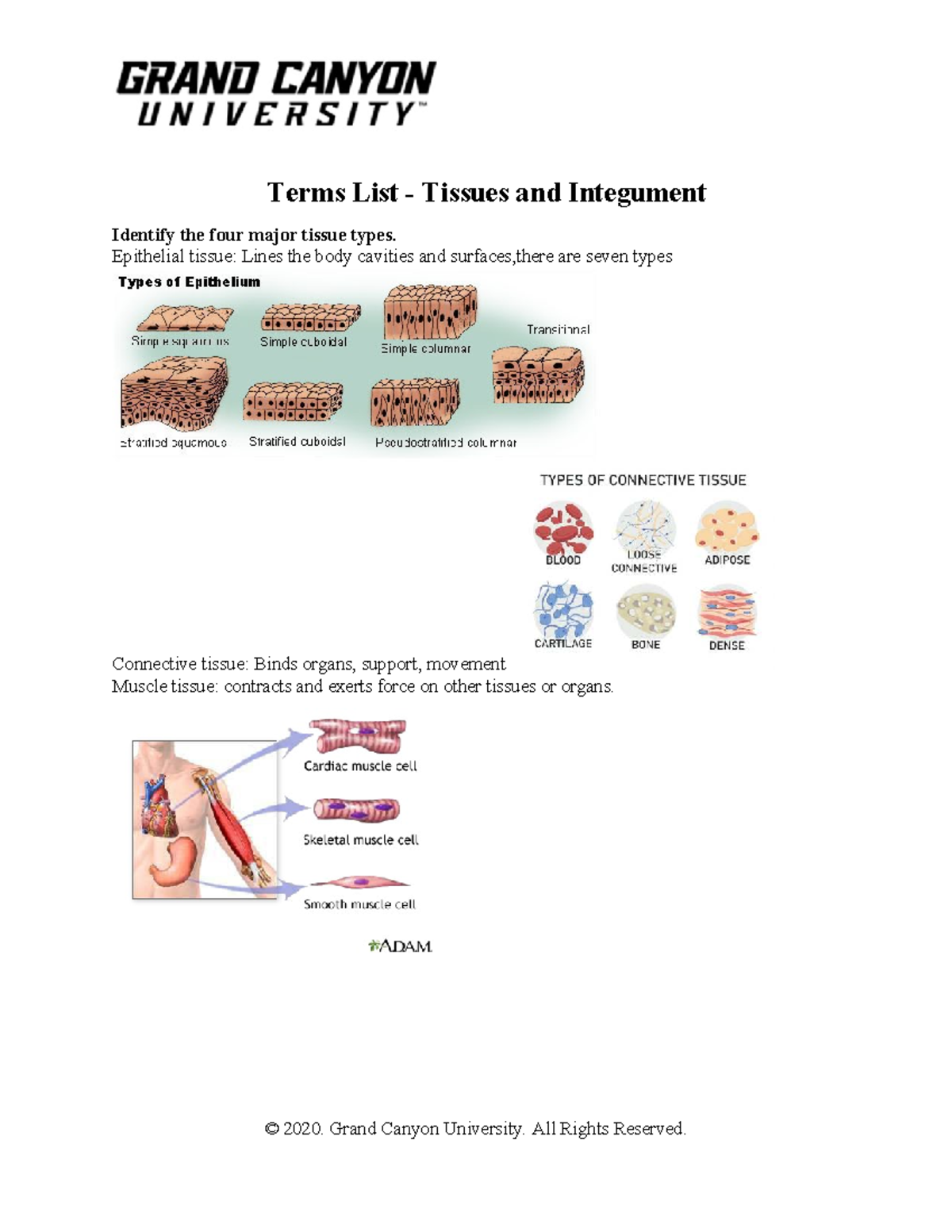 Microanatomy of Tissues: Epithelial & Connective Types (BIO 101) - Studocu
