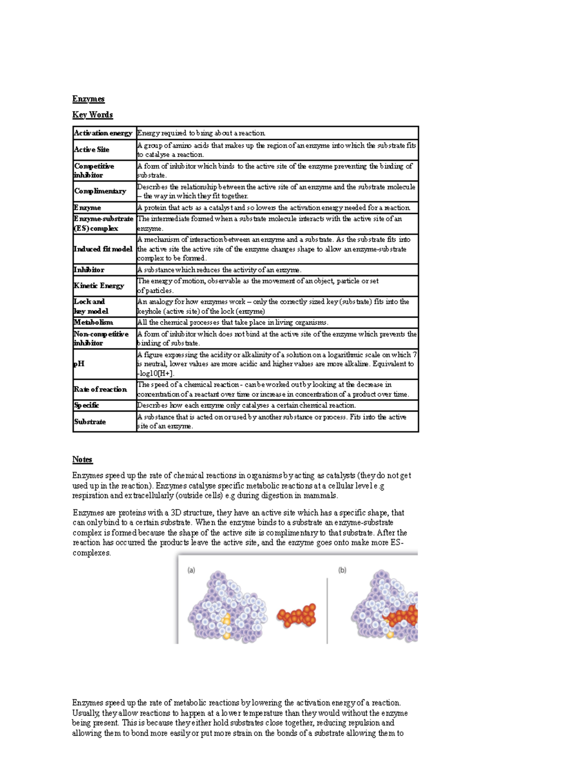 AQA A Level Biology Enzymes Topic Class Notes and Key Concepts - Studocu